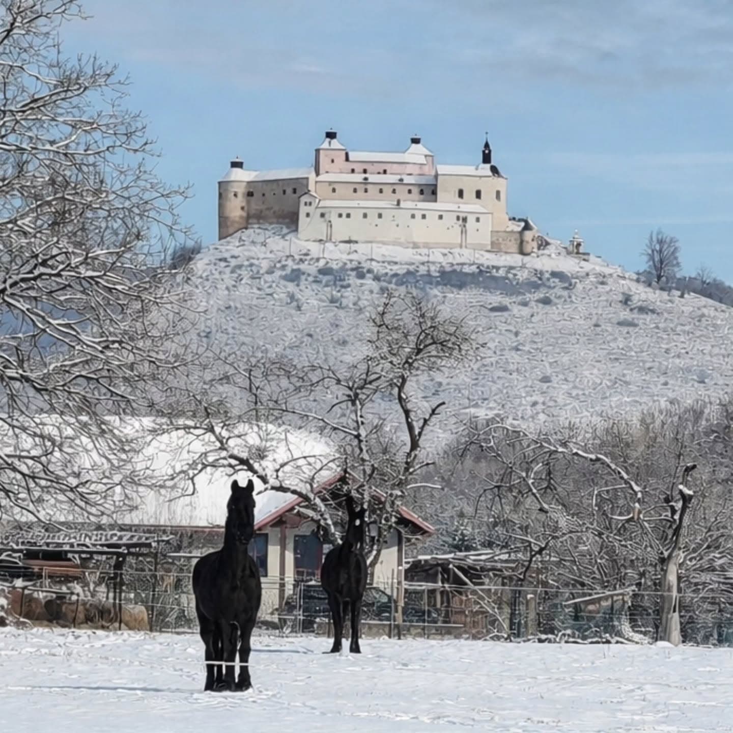 Dva vraníky v zasneženom výbehu, nad nimi Krásnohorský hrad.